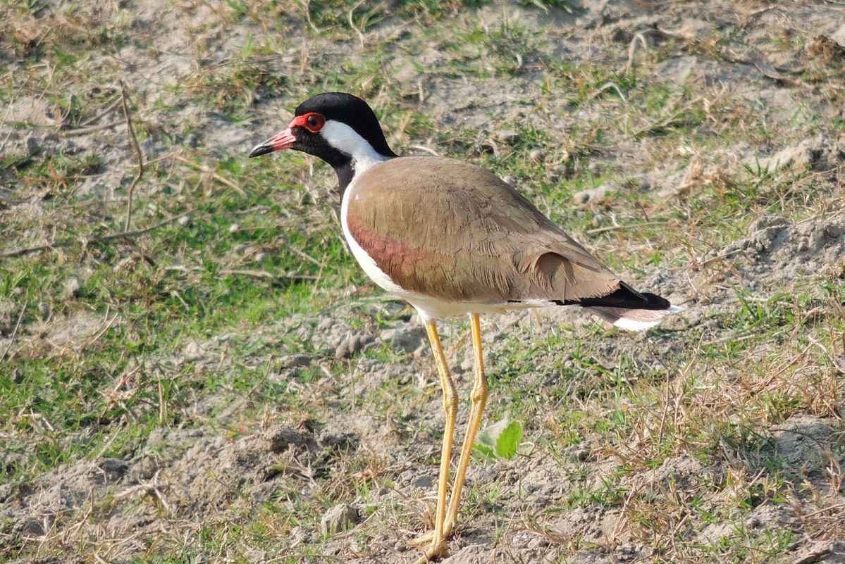 হট্টিটি