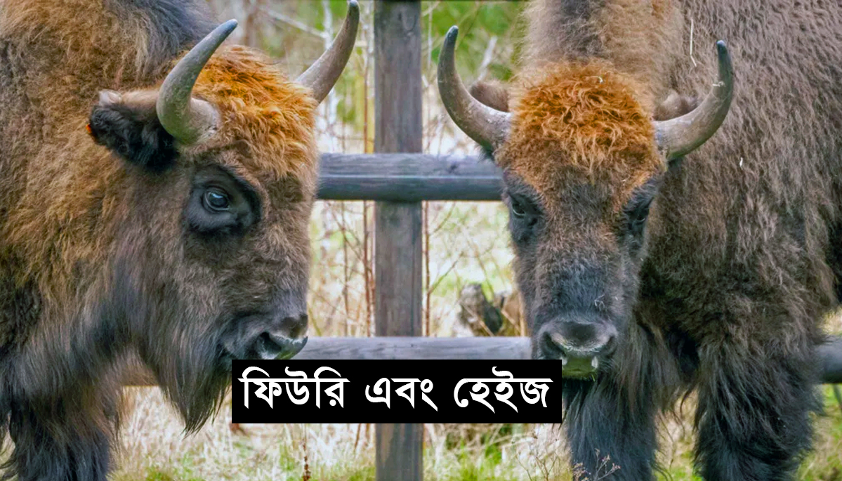 টিকা নিচ্ছে বাইসন